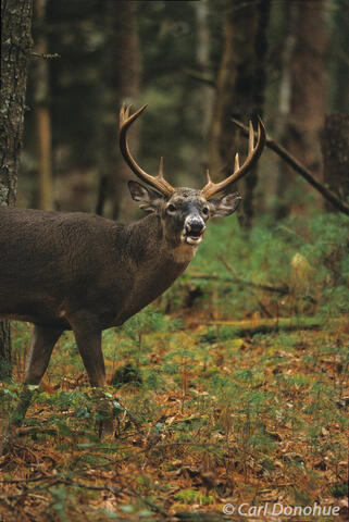 Whitetail buck flehmen and rutting in forest, Tennessee