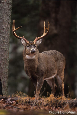 Big Whitetail buck in the forest Cades Cove