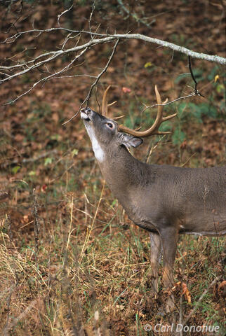 Whitetail buck scent marking