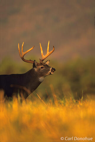 Last night on a whitetail buck in Tennessee