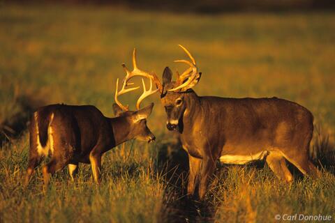 Whitetail deer bucks sparring