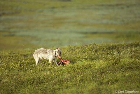 Wild female alpha wolf eating a caribou