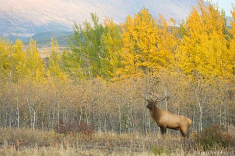 Bull elk in northern forest, willow and birch, evening light Yukon Territory, Canada. (Cervus elaphus)