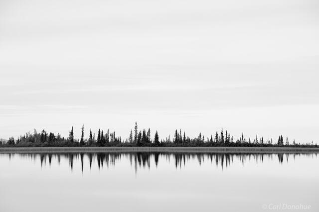 Boreal forest in black and white photo