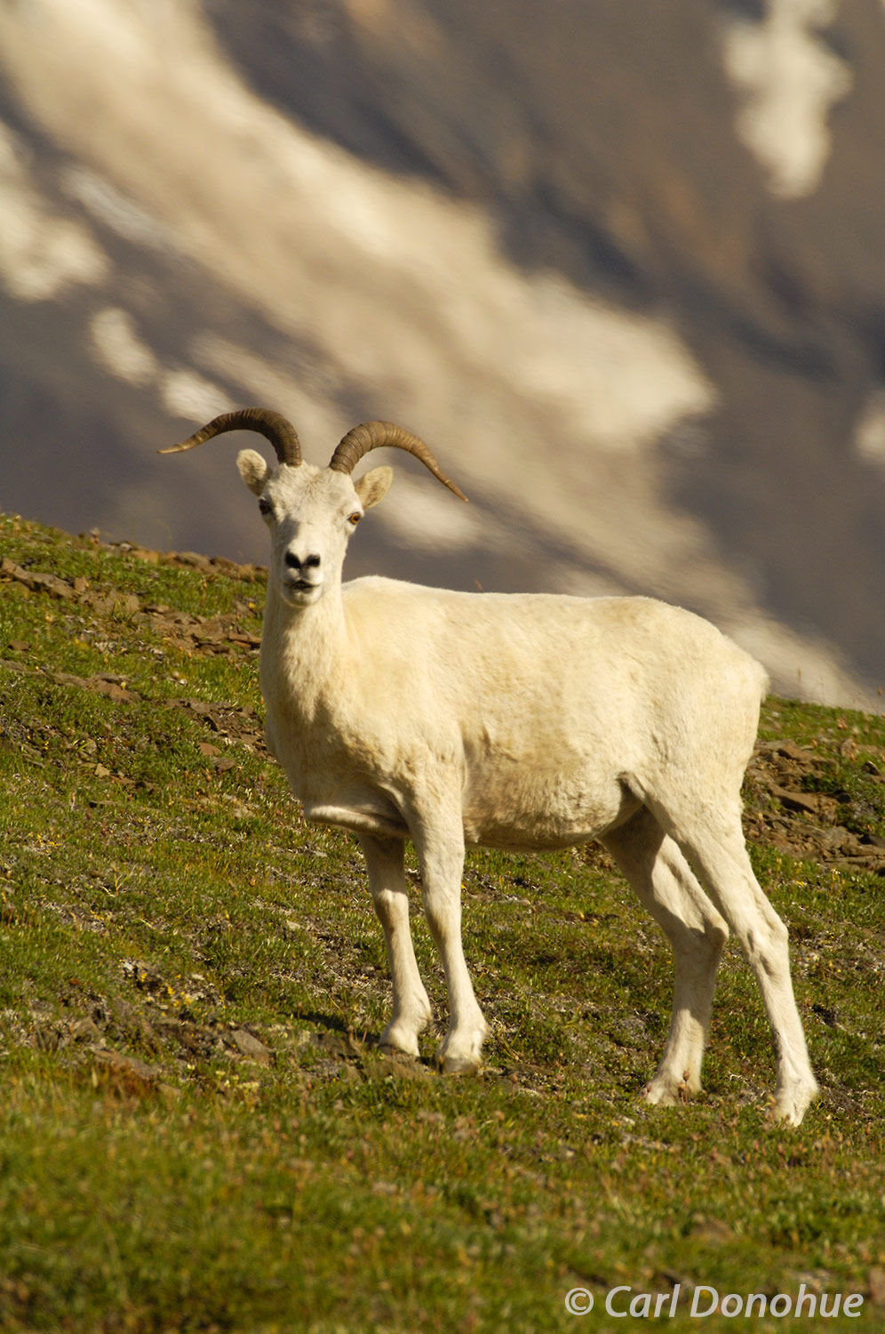 A female Dall sheep, or ewe, standing on the tundra in Wrangell-St. Elias National Park and Preserve.  High above the Chitistone...