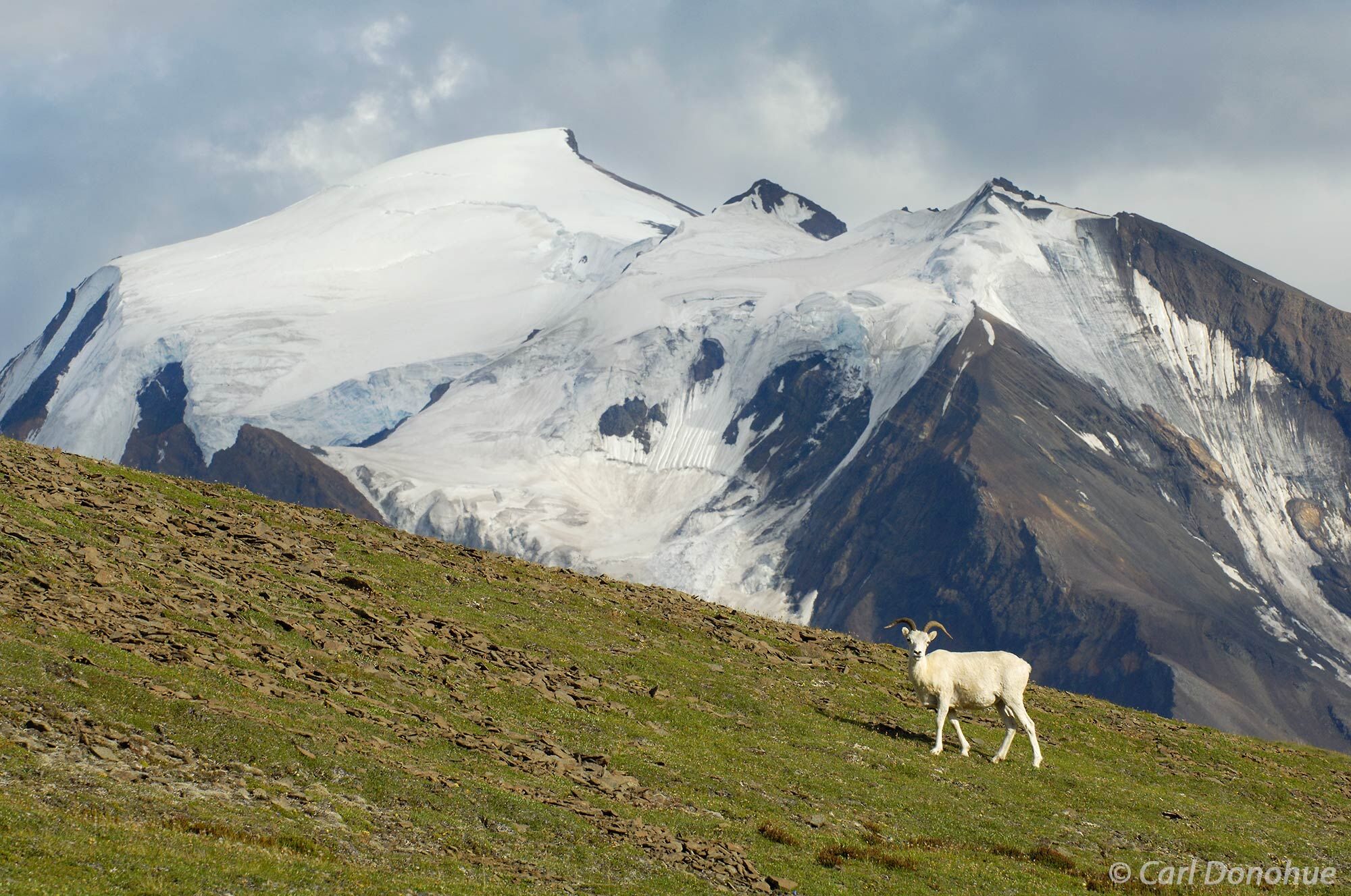Dall sheep ewe, or female Dall sheep, in the Wrangell Mountains of Wrangell-St. Elias National Park, Alaska. Dall sheep frequent...