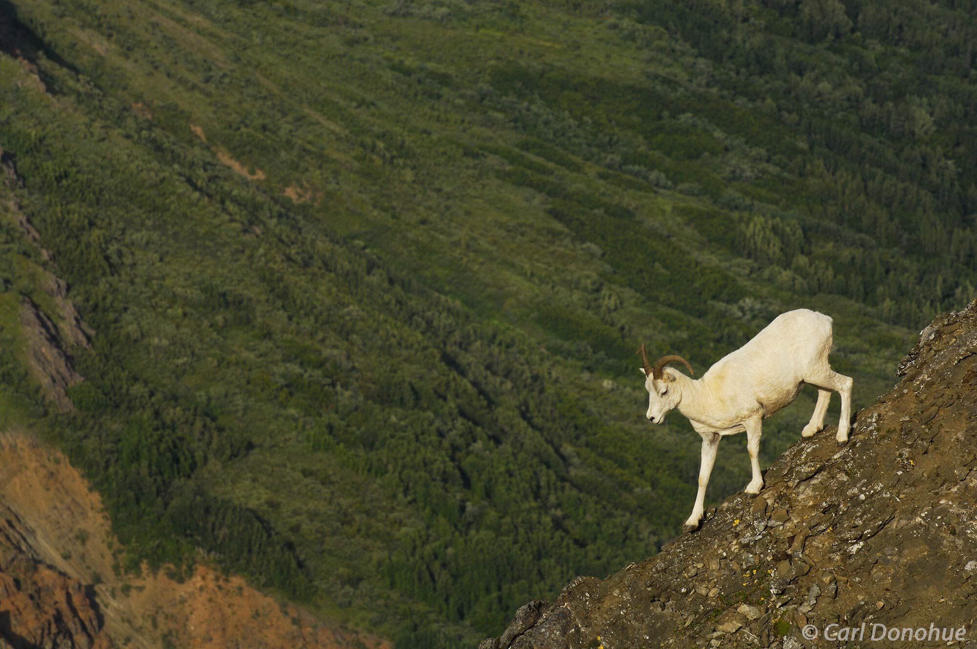 Dall Sheep ewe, walking precariously on a narrow ridge, in the Wrangell Mountains, Wrangell-St. Elias National Park, Alaska....