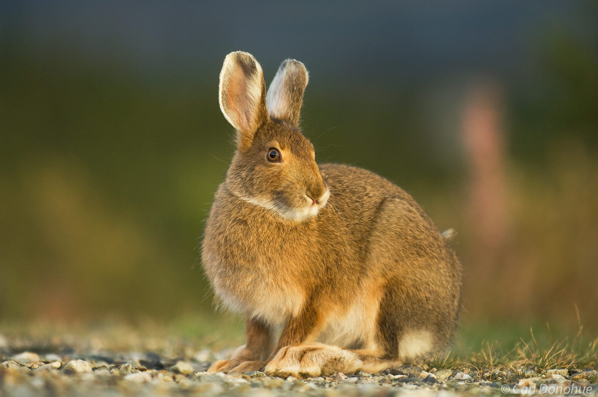 A snowshoe hare in Denali National Park, Alaska. Snowshoe hares are named for their rather (relatively) large feet - all the...