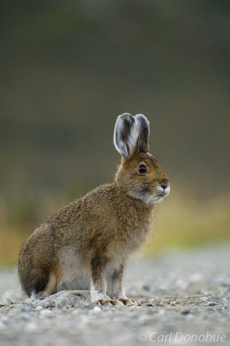 A snowshoe hare in Denali National Park, Alaska. Snowshoe hares are named for their rather (relatively) large feet - all the...