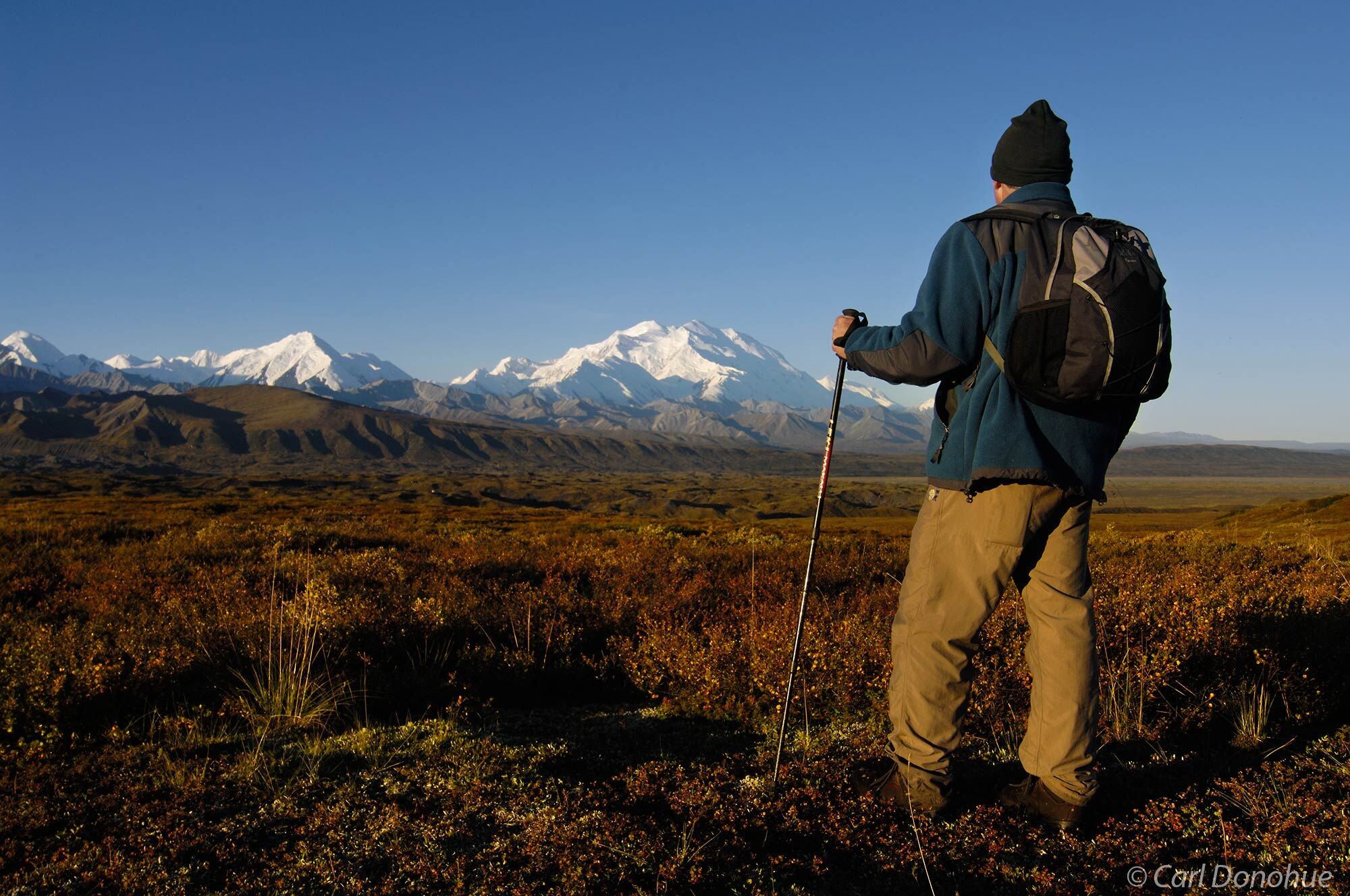 A hiker takes in the view of Mt. Denali, known locally as "Denali" , which is a native Athabascan word translating as "The Great...