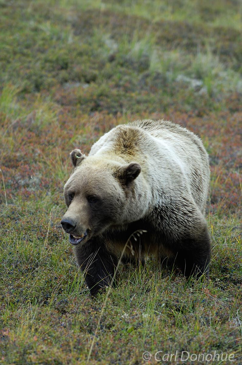 Grizzly bear foraging on the tundra in Denali National Park and Preserve, eating mostly grasses and berries, fattening up for...