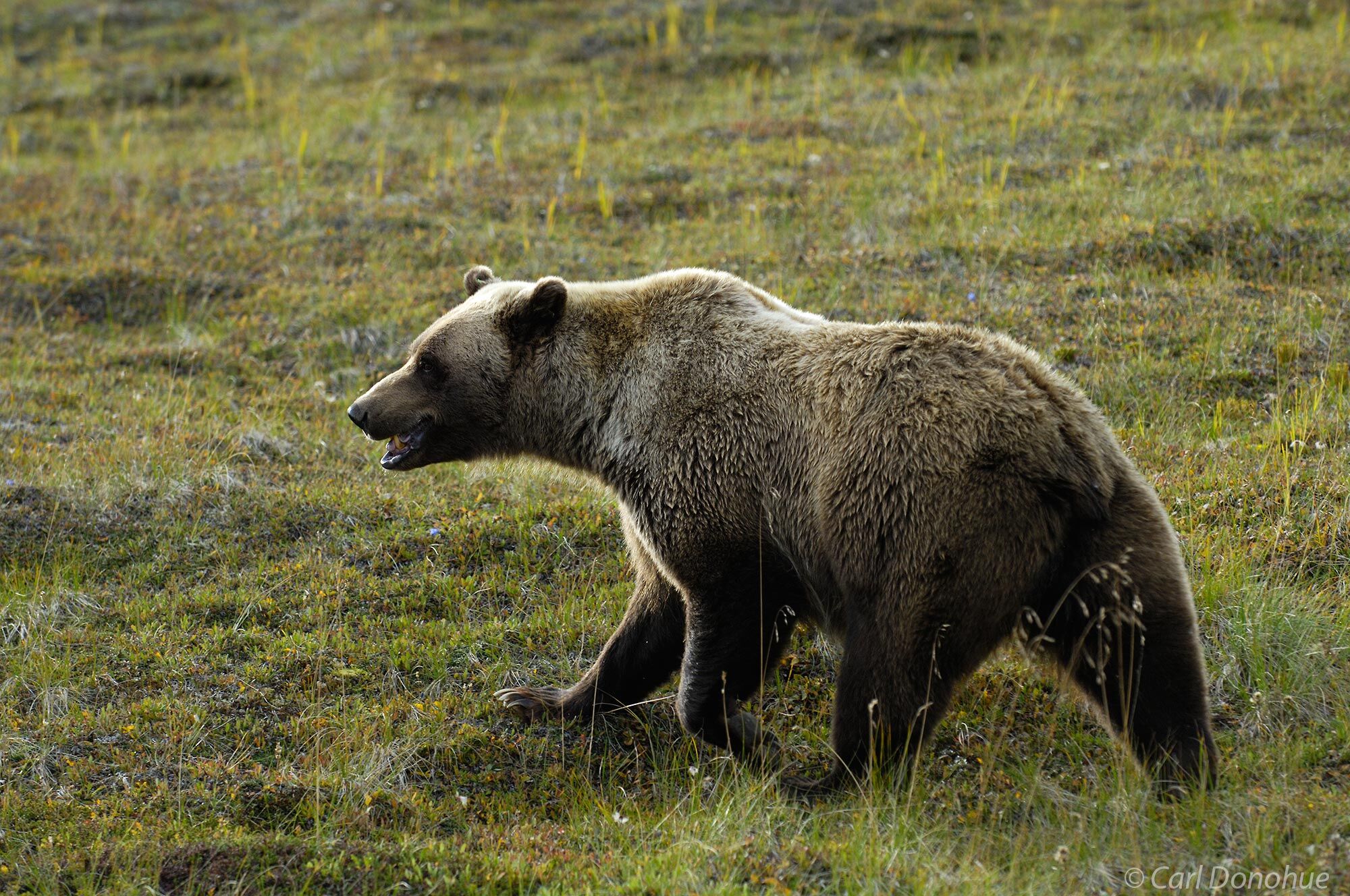 Grizzly bear walking across the tundra, Denali National Park, Alaska.