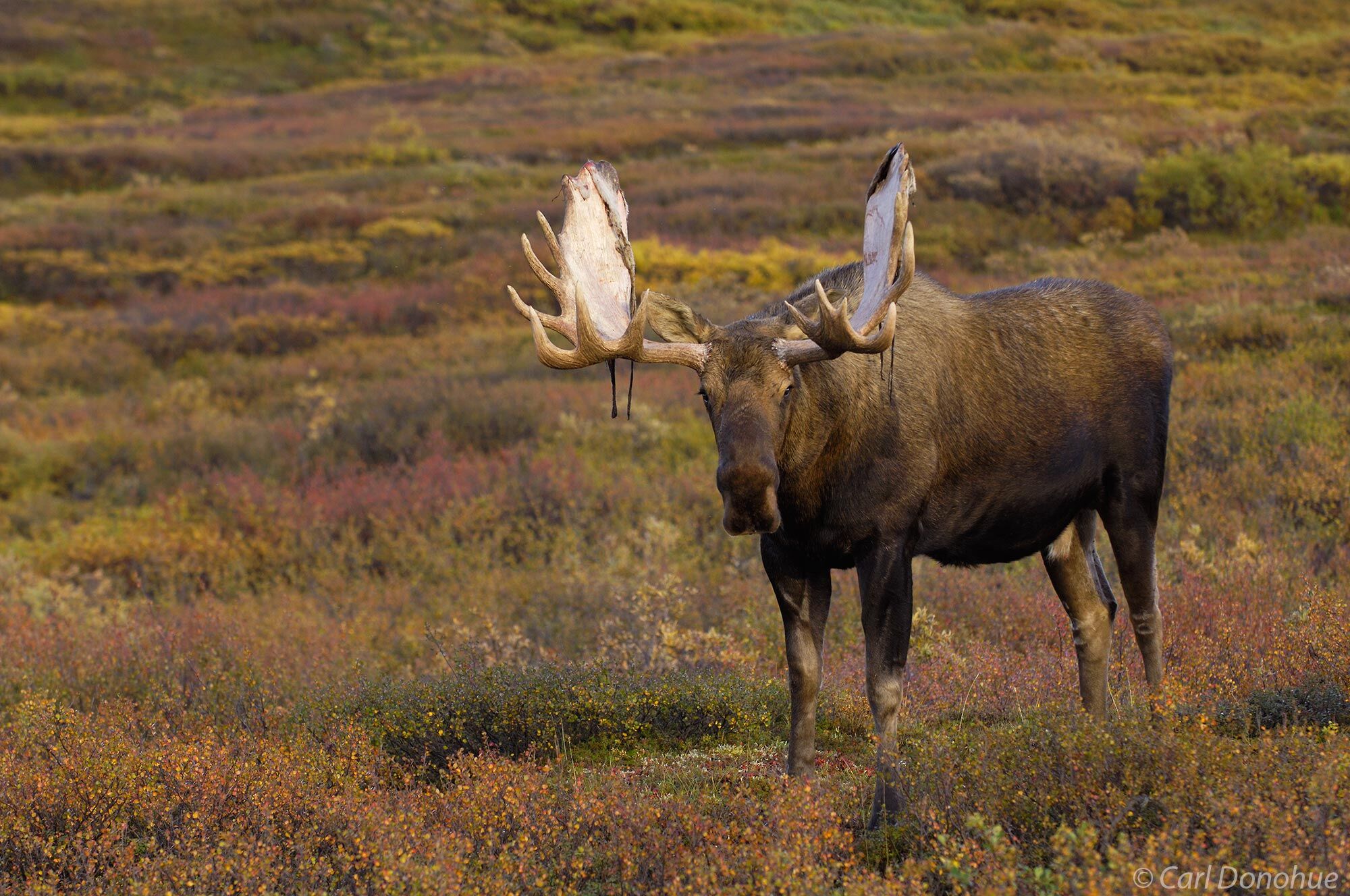 Bull moose with his antlers shedding their velvet, fall colors, tundra, Denali National Park, Alaska.