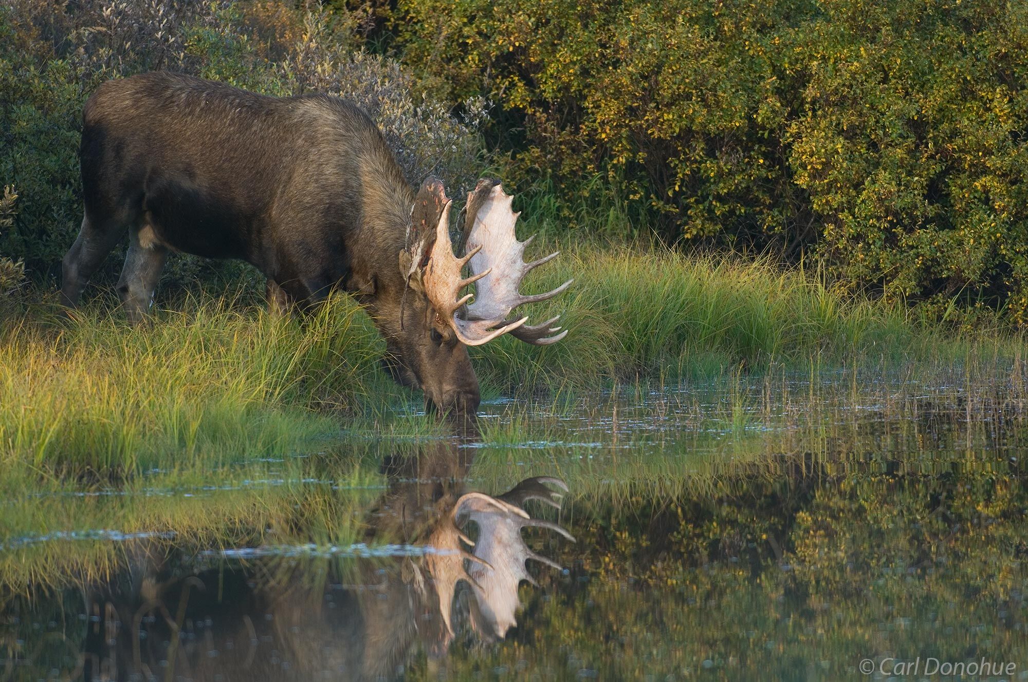 Bull moose drinking from a small kettle pond. During the fall, or autumn, rut, the bulls shed the velvet growth on their antlers...