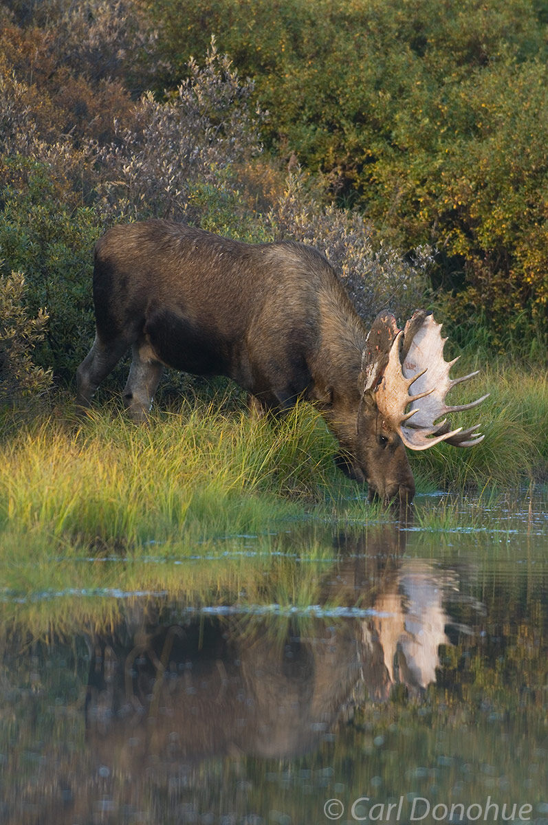 Bull moose drinking from a small kettle pond. During the fall, or autumn, rut, the bulls shed the velvet growth on their antlers...
