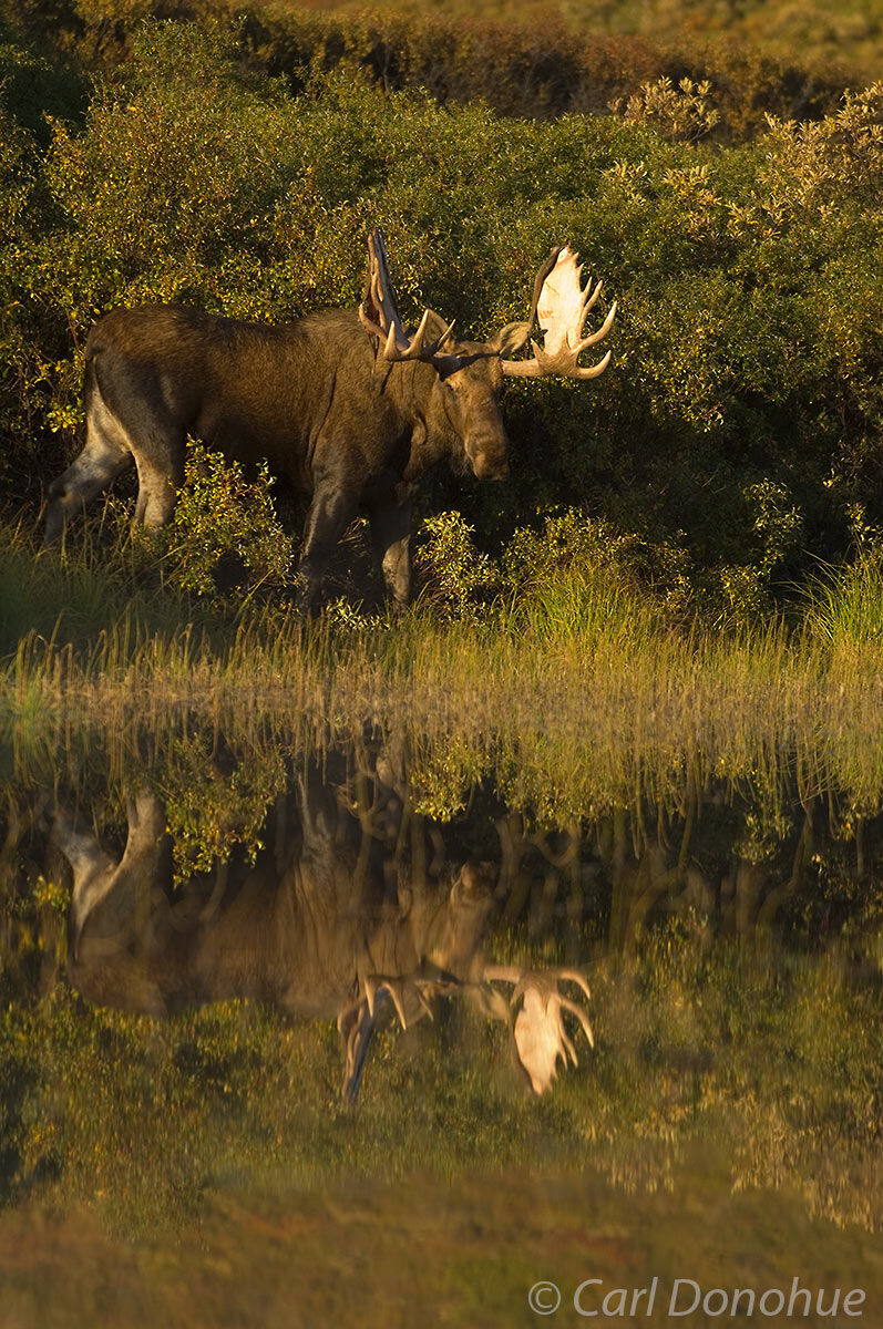 Bull moose and his reflection in a small kettle pond on the Alaskan tundra, Denali National Park and Preserve, Alaska. Alces...