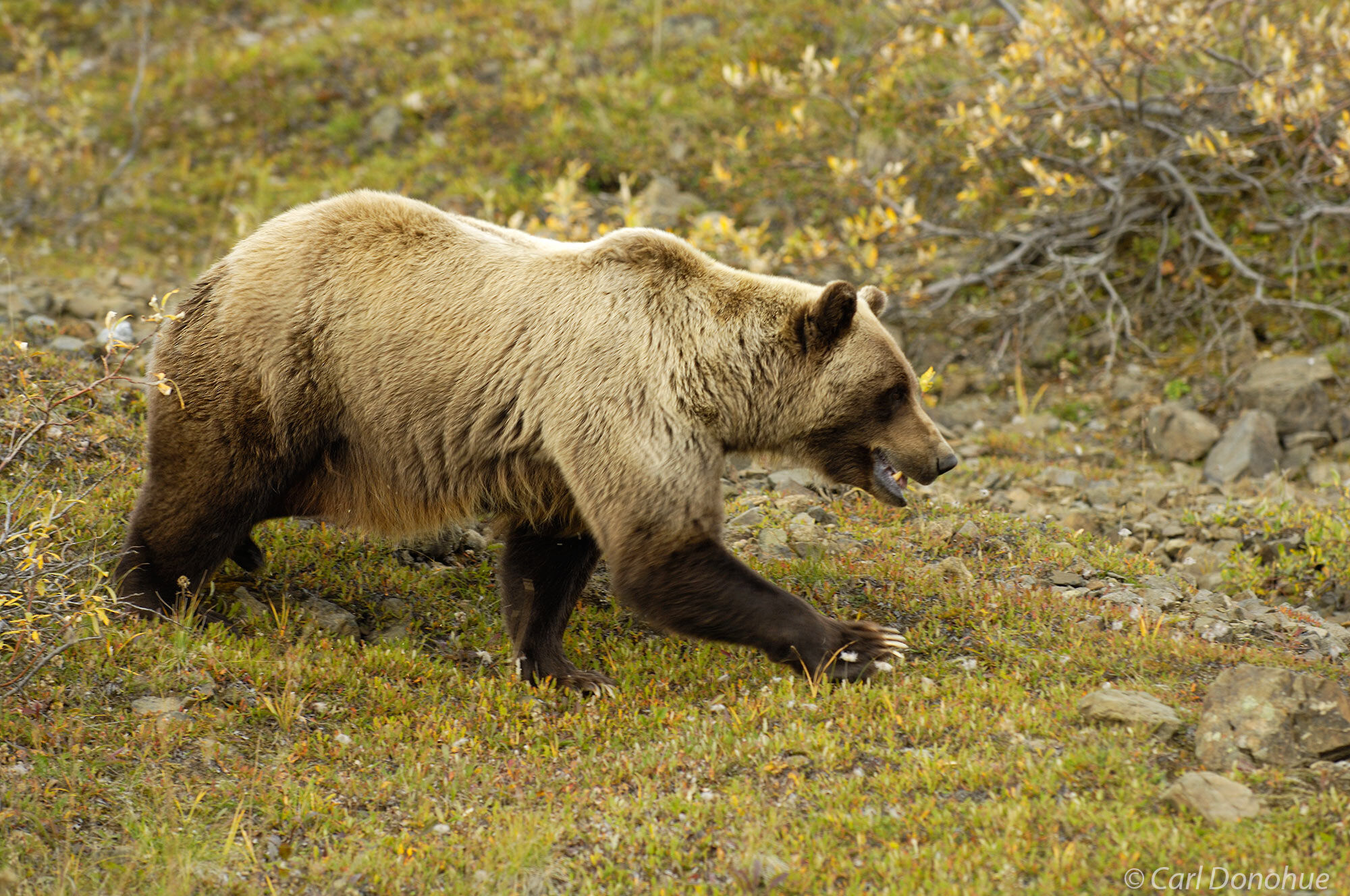 A young adult grizzly bear walks across the tundra in search of food, Denali national Park and Preserve, Alaska.