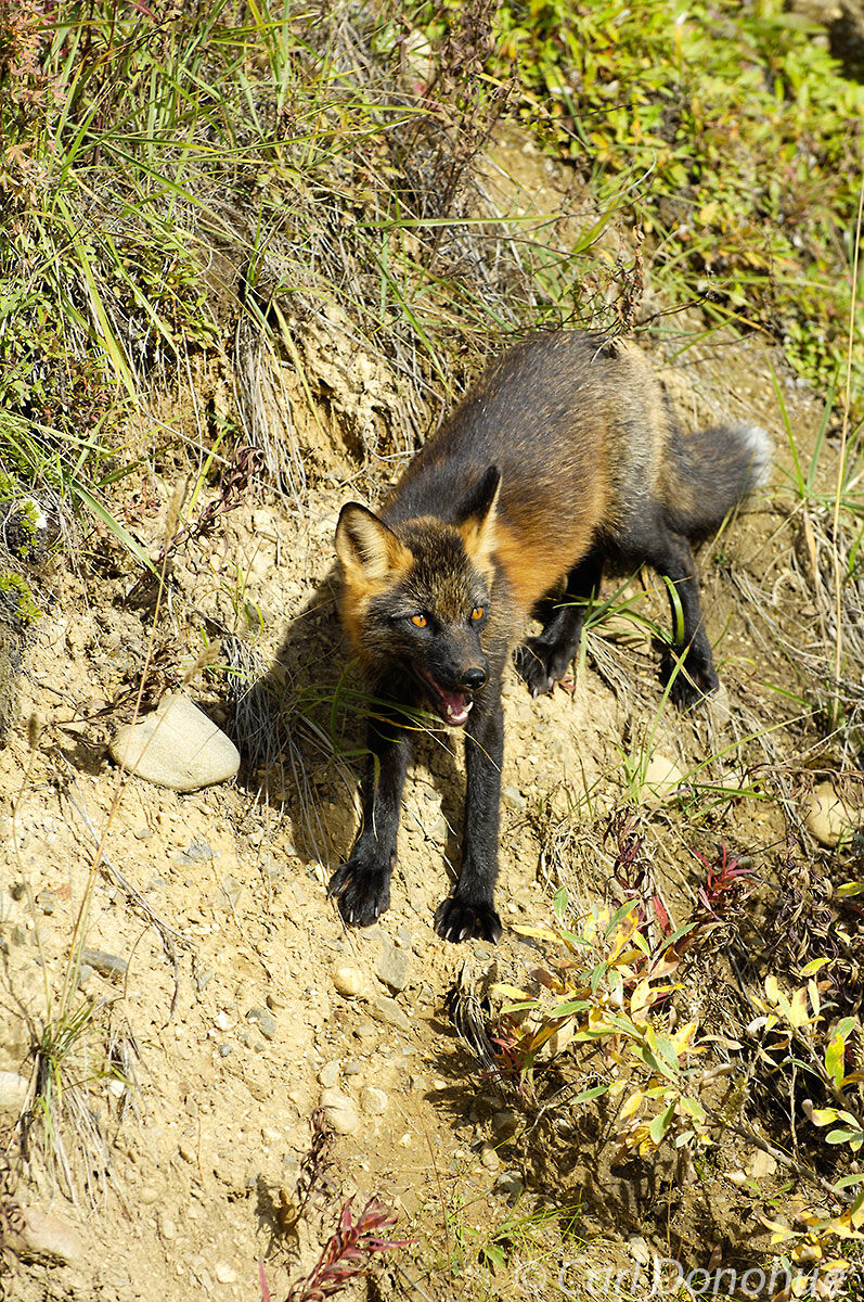 A red fox, in what is known as a cross fox phase, near Toklat River, Denali National Park, Alaska.