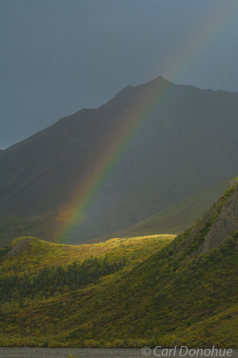A rainbow lights up the dark clouds over a sunlit ridge in Denali National Park near Toklat.