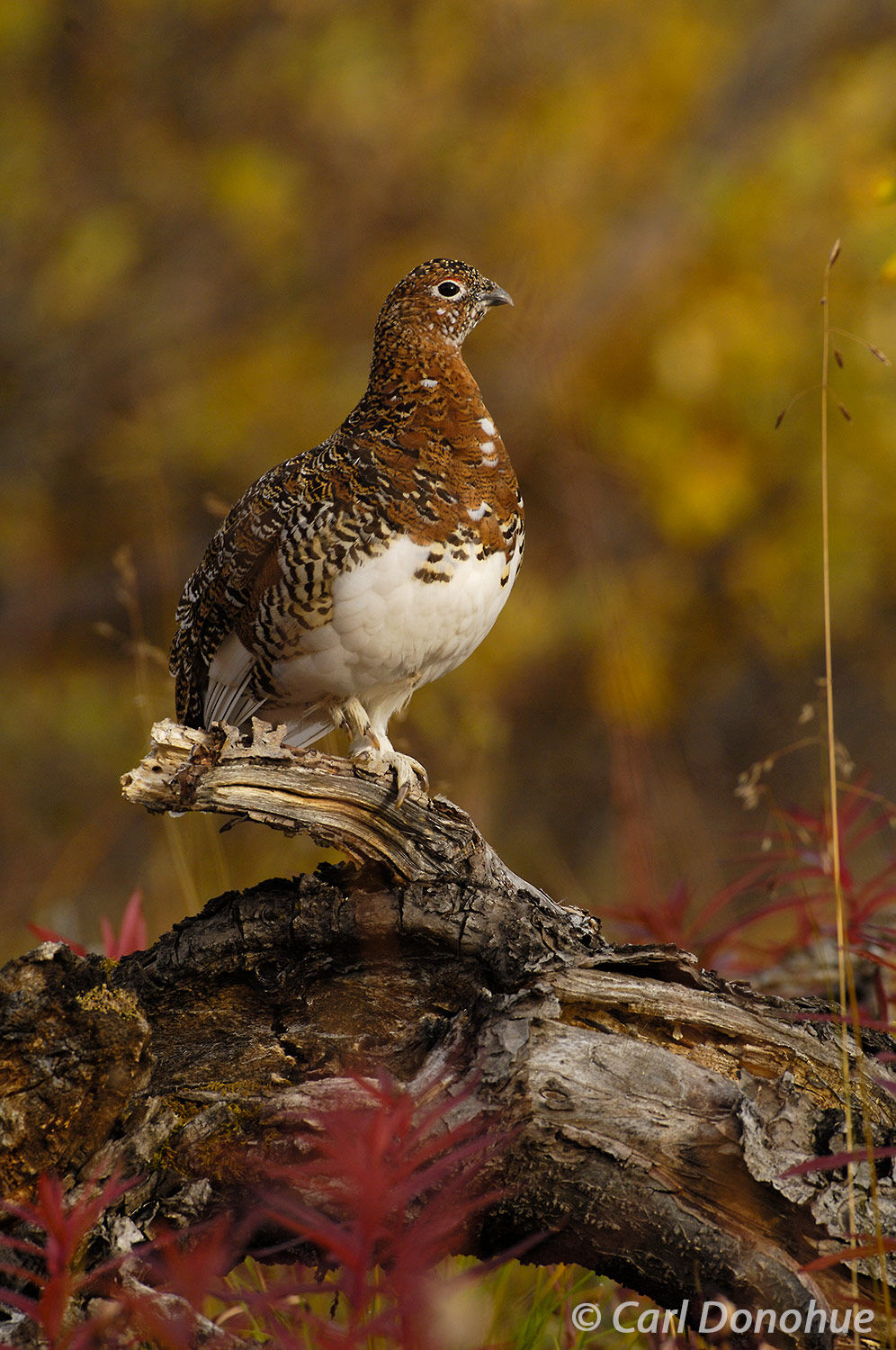The willow Ptarmigan is Alaska's state bird, and very common throughout much of the state.  This female is changing from summer...