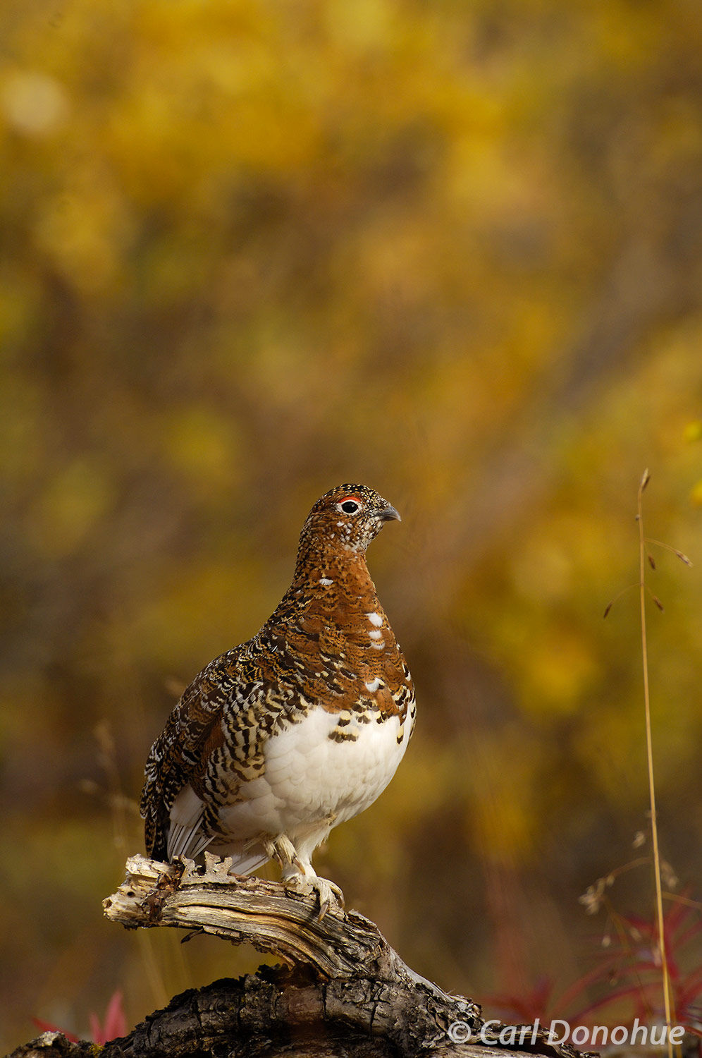 The willow Ptarmigan is Alaska's state bird, and very common throughout much of the state.  This female, photographed here against...