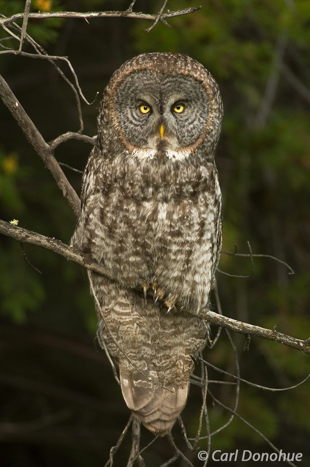 The Great Gray Owl is a top predator in the Alberta wilderness, with keen eyesight and powerful talons. One of the largest owls...