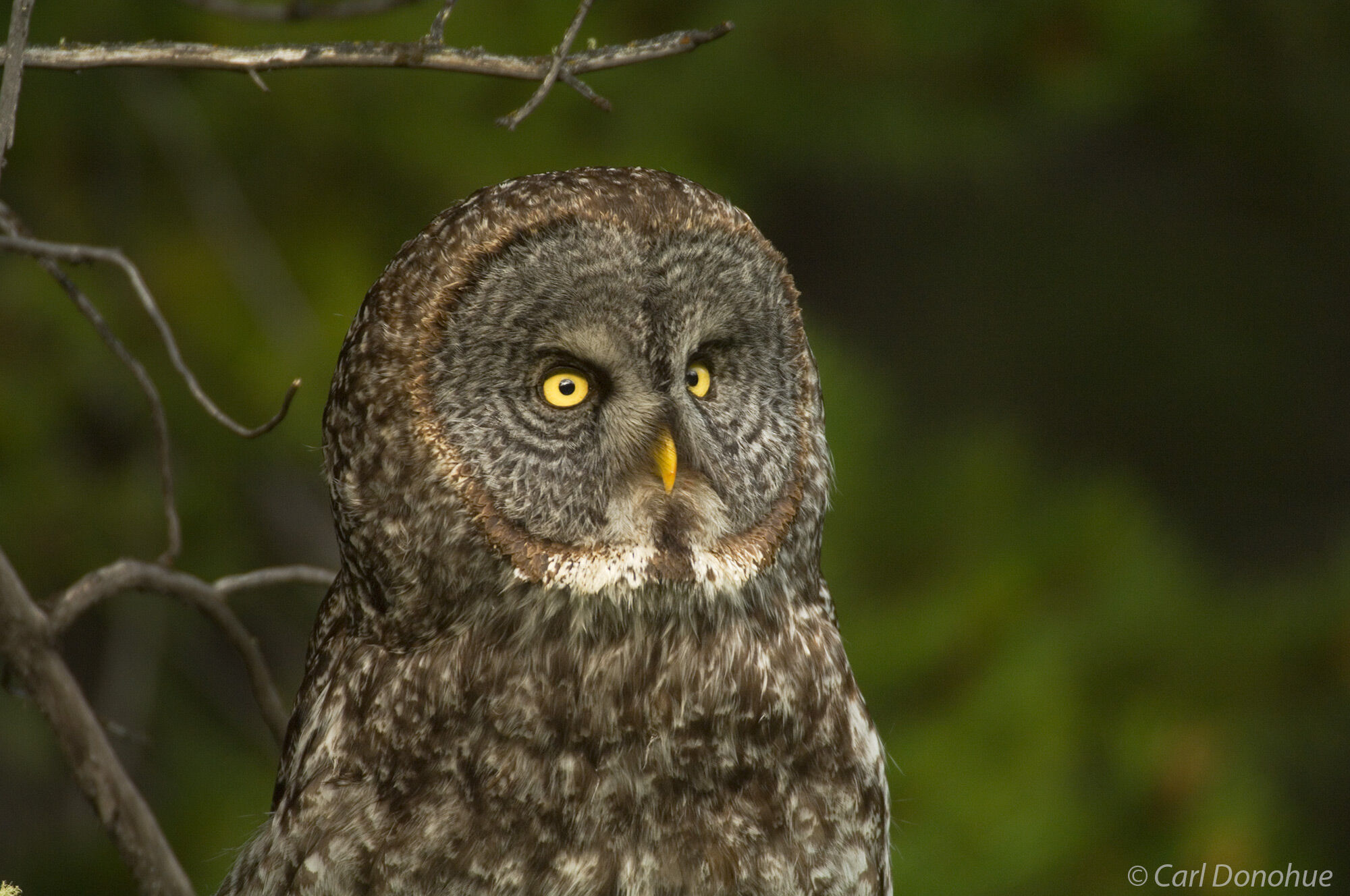 Great Gray Owl, Banff National Park, Alberta, Canada. Also called the Sooty Owl, Gray Owl and the Spruce Owl. (Strix nebulosa)
