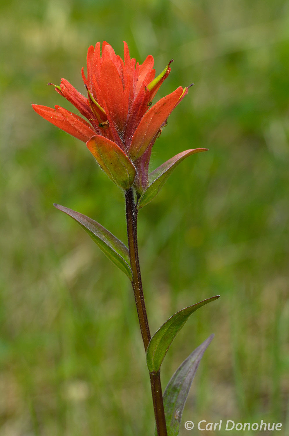 Indian Paintbrush wildflowers bloom in early summer in the  Canadian Rockies, Banff National Park, Alberta, Canada.  Castilleja...