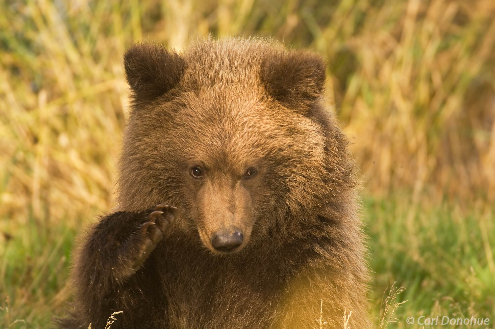 A young grizzly bear cub, or brown bear, near Brooks River, Katmai National Park, Alaska. Ursus arctos.