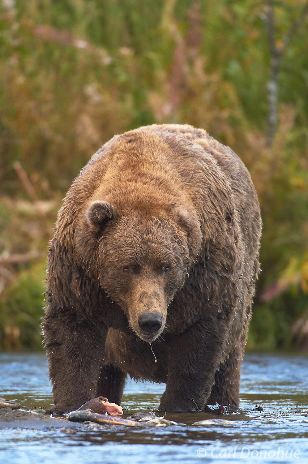 Evander! The great one-eared brown bear of Brooks River. Brown bear, Katmai National Park and Preserve, Alaska. Ursus arctos.
