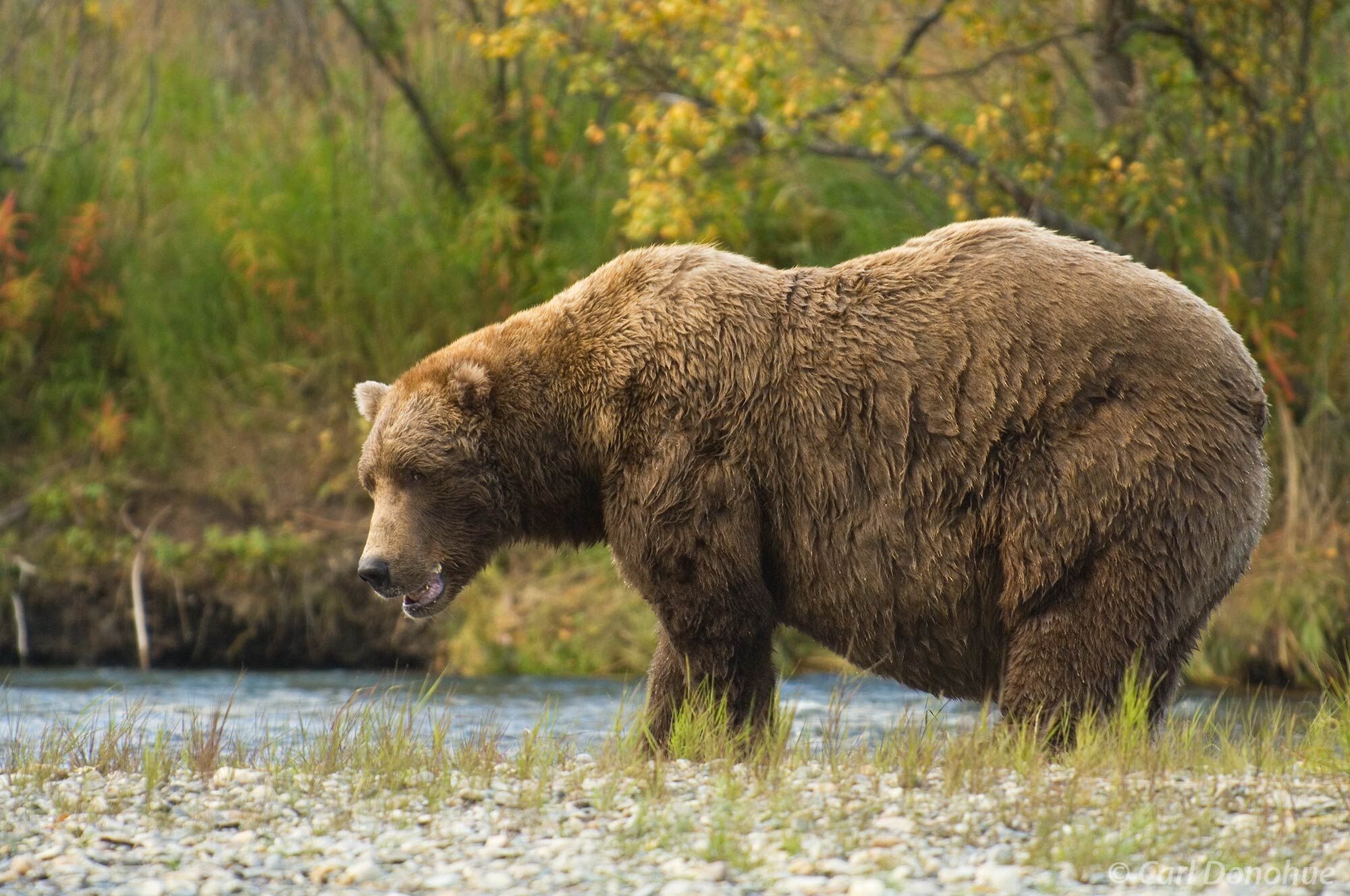 Fat Bear, Male Brown bears, Katmai National Park Katmai National Park