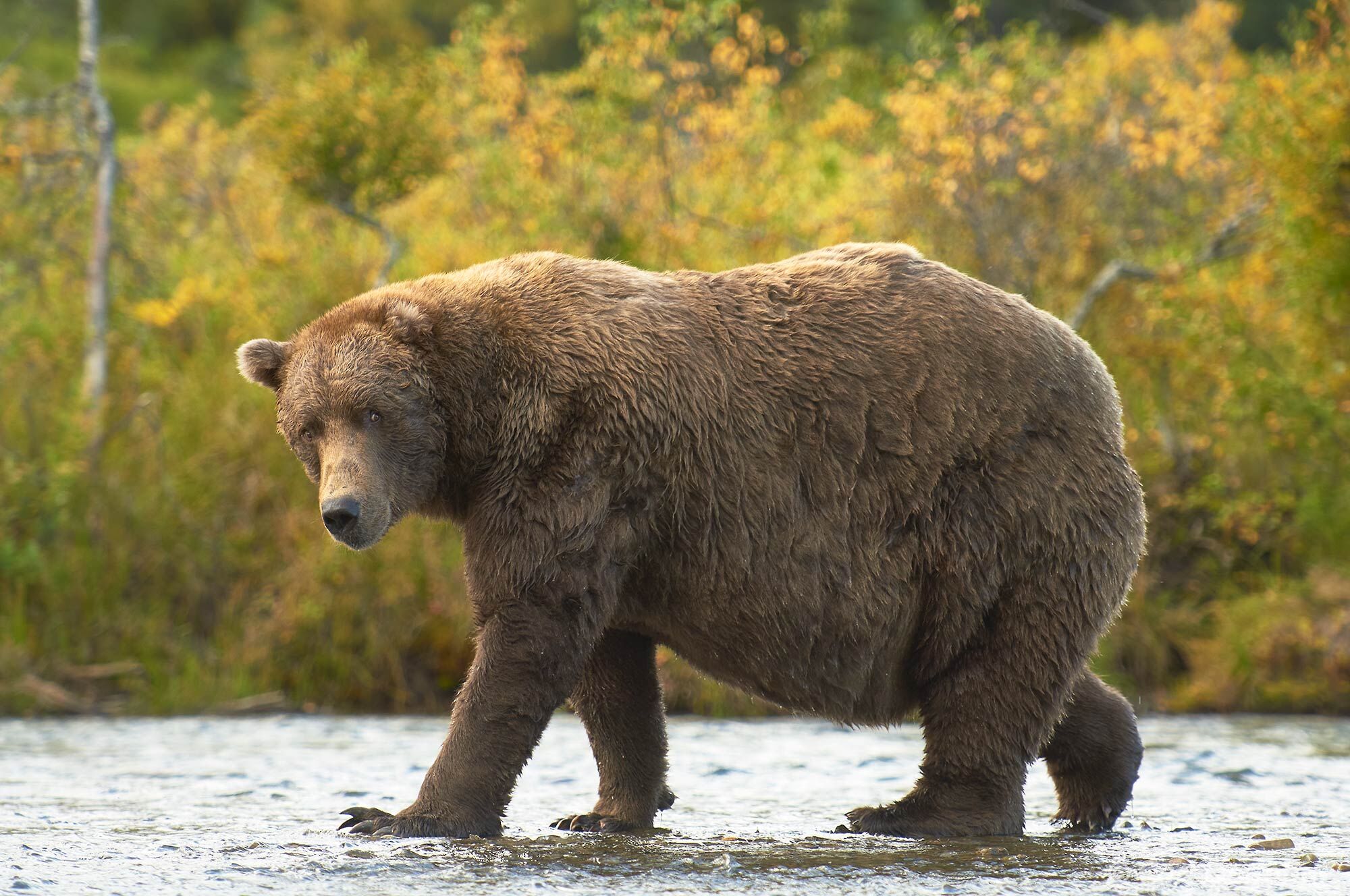 One big fat brown bear walking up Brooks River. A well-fed male brown bear saunters past on his way upriver. Brown bear, Katmai...