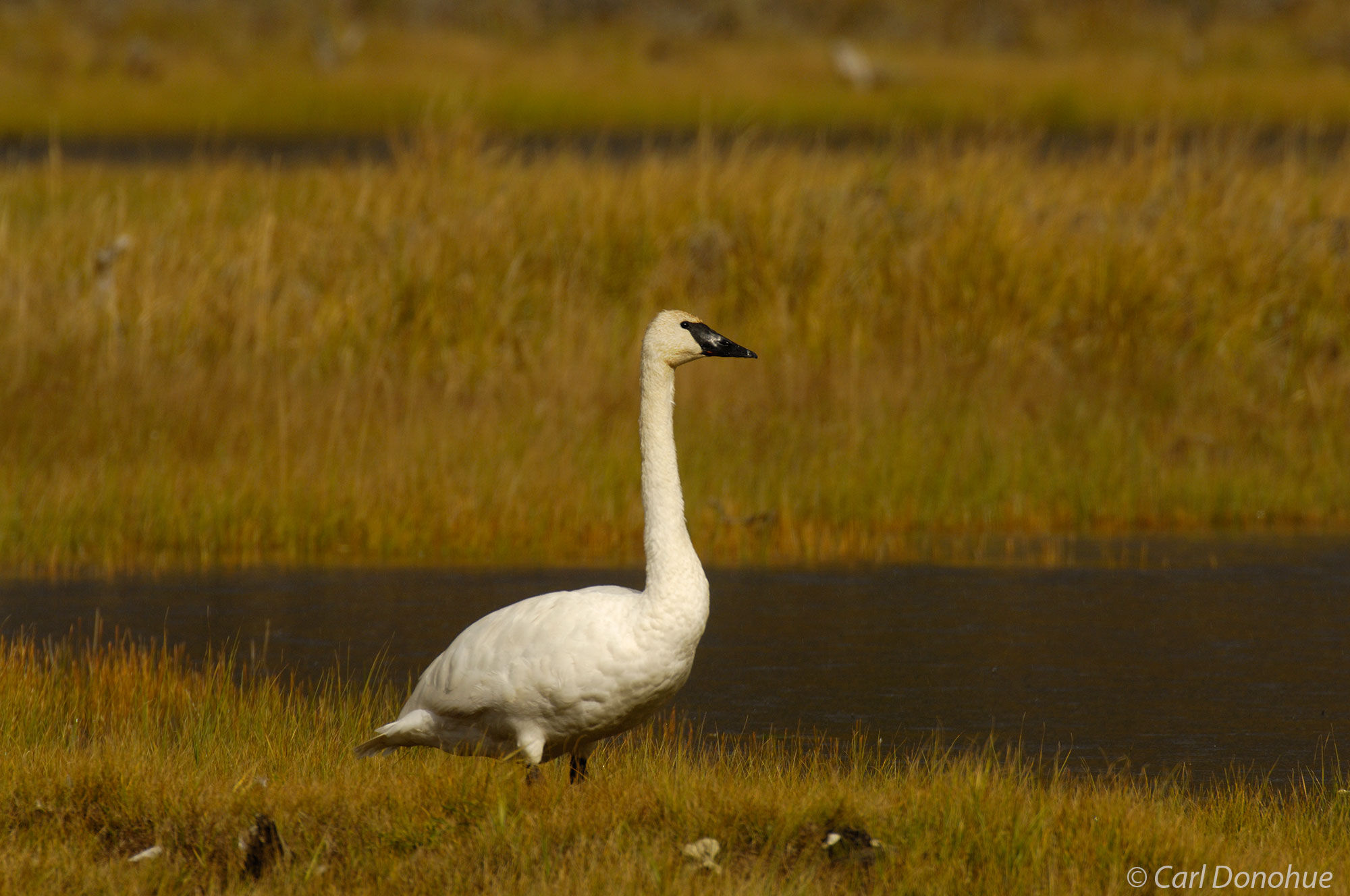 Tundra swan on the marshy ground of the boreal forest in Wrangell - St. Elias National Park, Alaska.