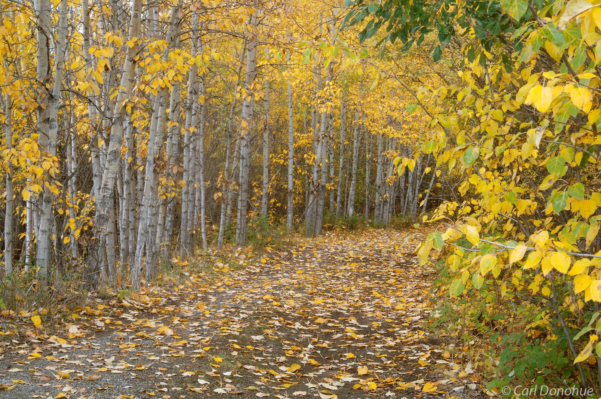 Fall brings color to the boreal forest of Wrangell-St Elias National Park, Alaska.