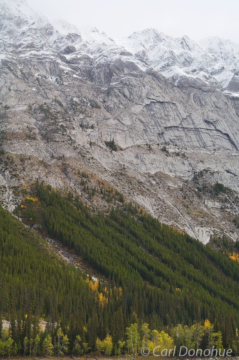 Fresh snow lines the high peaks of the Maligne Range in Jasper, and fall colors add some drama to the lower ground, Canadian...