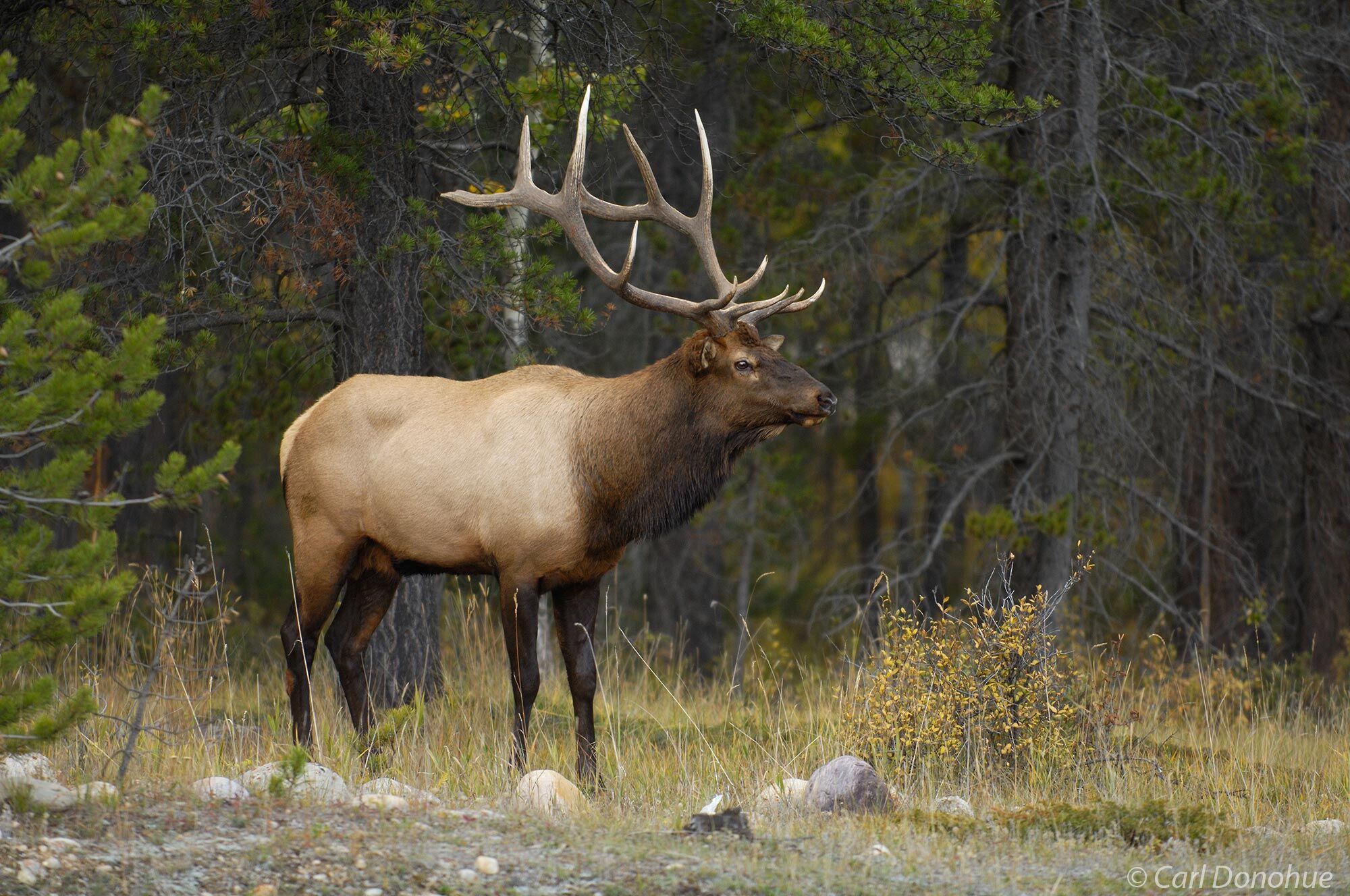 Bull elk standing at the forest edge. The bulls shed the velvet covering of their antlers in early fall, and go into rut in mid...