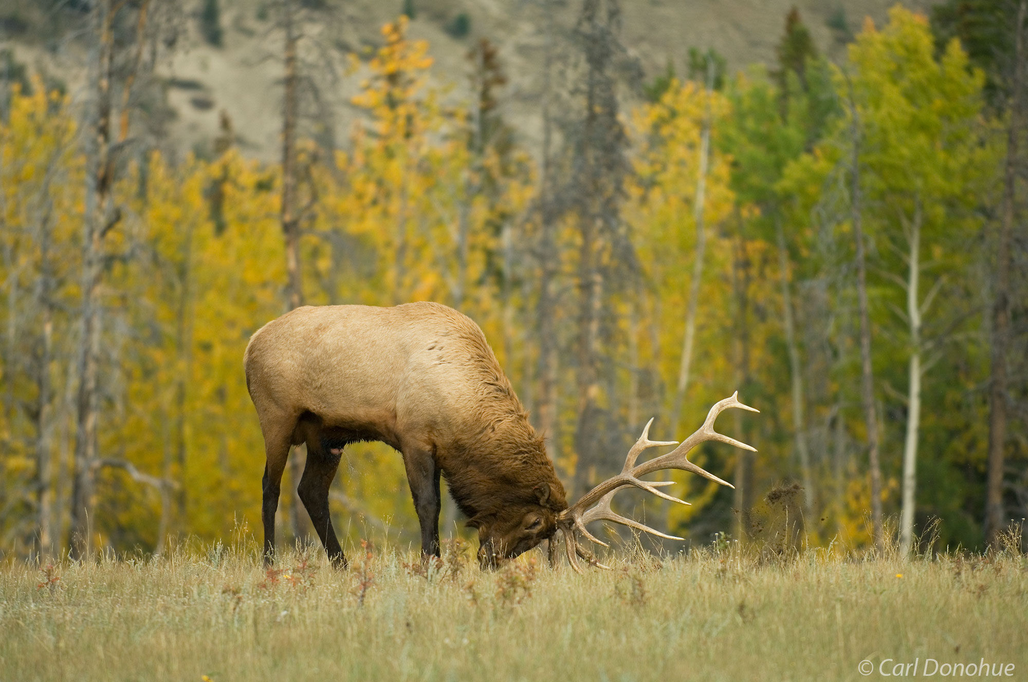 A bull elk scrapes the ground with his antlers during the fall rut, marking his scent with his urine, in a meadow in the Canadian...