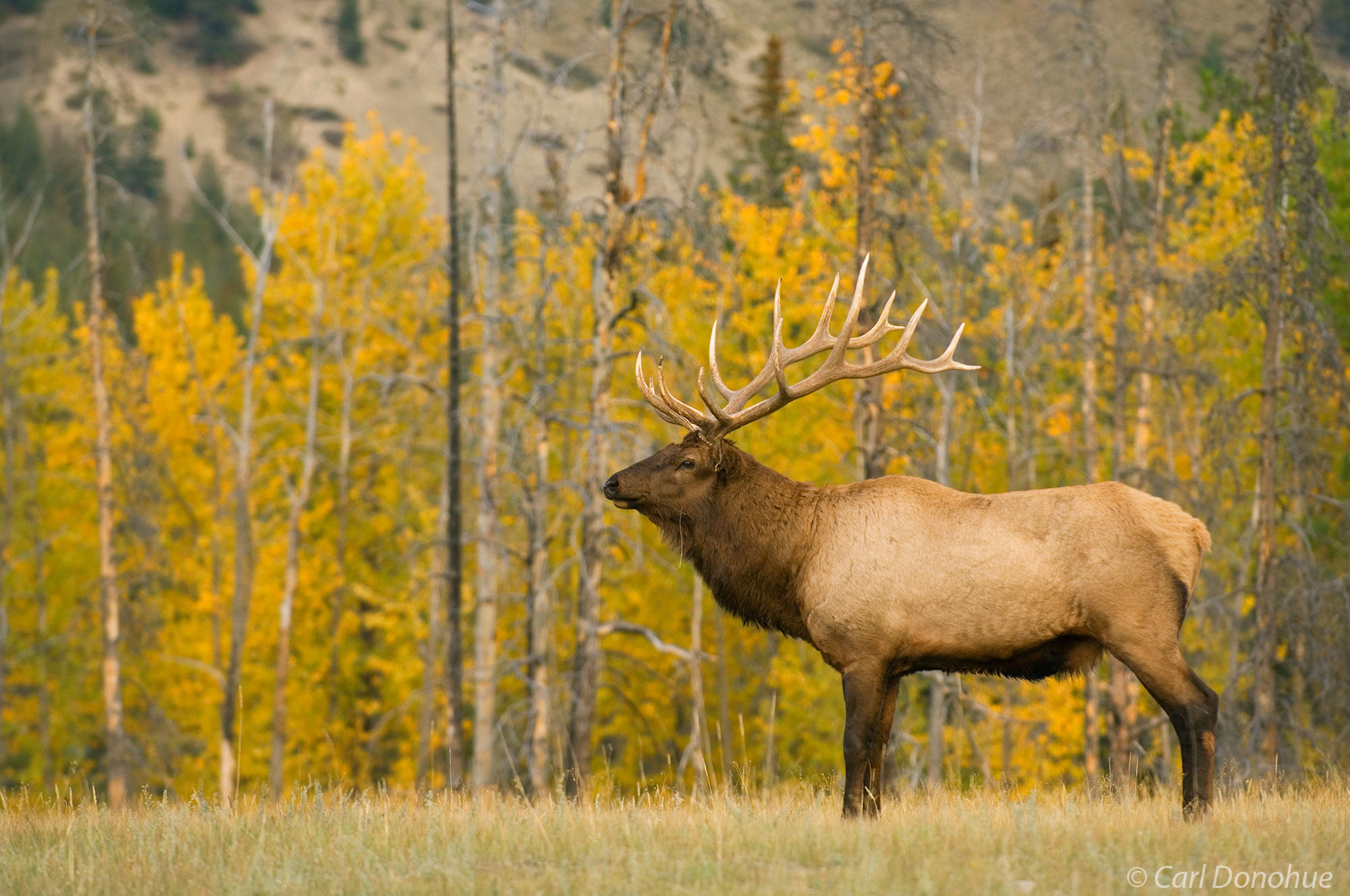Bull elk bugling. Photo showing habitat and fall colors, with a bull elk bugling in the foreground, Jasper National Park, Alberta...