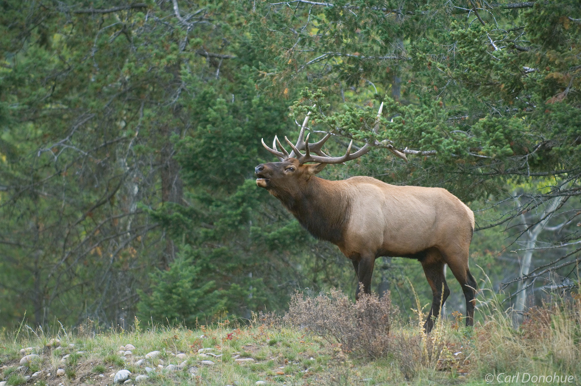 Photo showing habitat and pine forest, with a bull elk bugling in the foreground, Jasper National Park, Alberta, Canada. (Cervus...