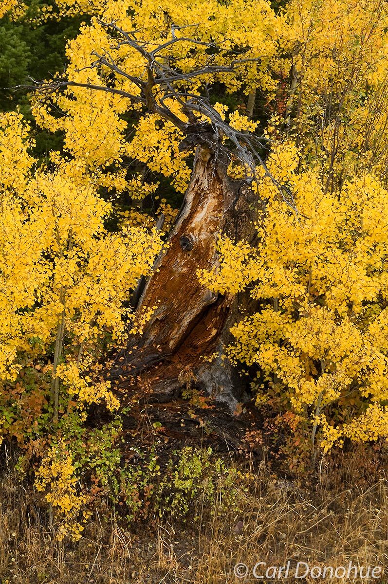 Aspen leaves, bright yellow in peak fall colors, surround an old dead spruce trunk, Two Medicine, East Glacier area, Glacier...