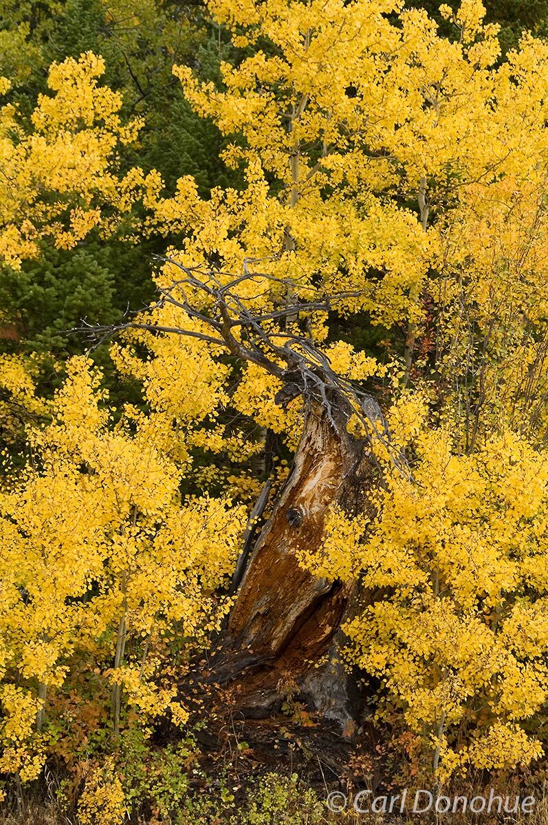 Aspen leaves, bright yellow in peak fall colors, surround an old dead spruce trunk, Two Medicine, East Glacier area, Glacier...