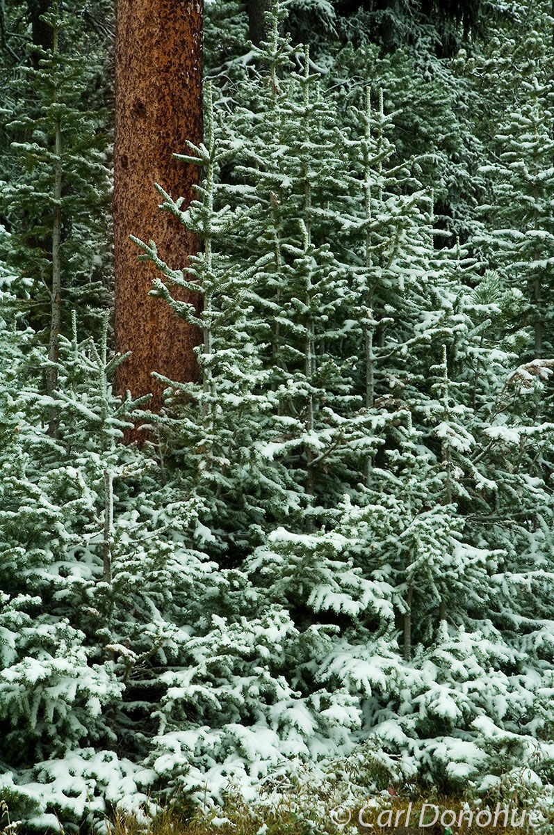 Fresh snow, or termination snow, lightly dusts the spruce forest at Kings Hill Summit, near Kings Hill Campground, Lewis and...