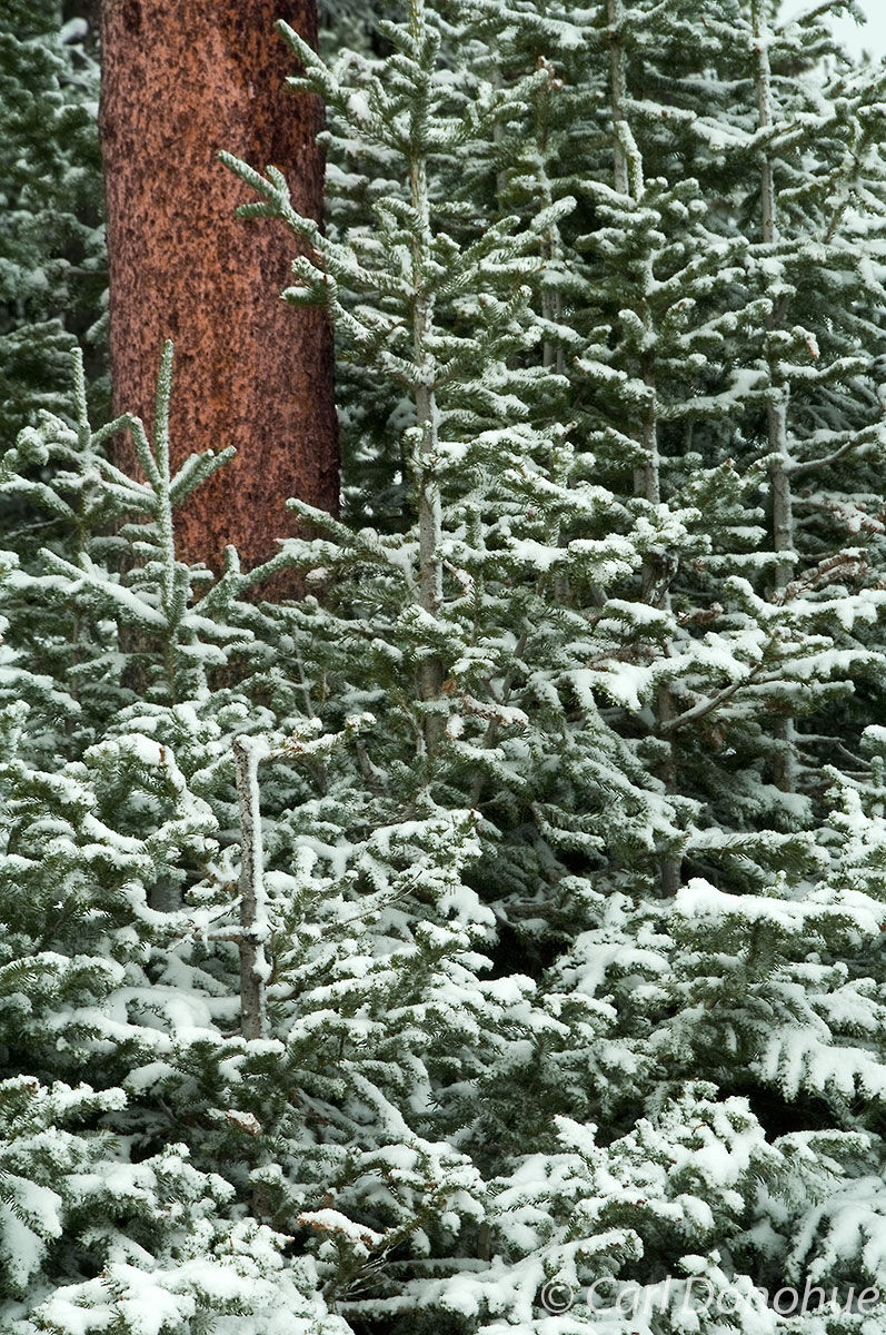 Snow on Spruce, Kings Hill Campground, Kings Hill Summit, Lewis and Clark National Forest, Montana.