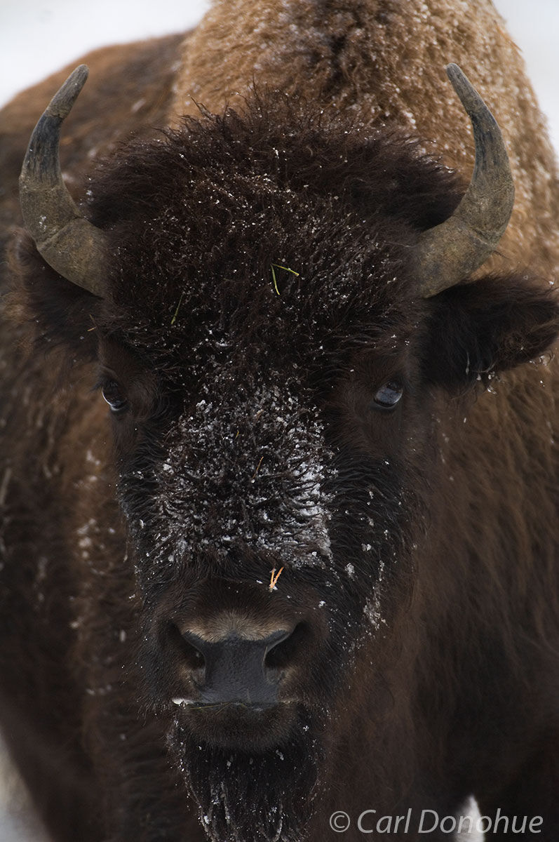 Bison, in the snow, Yellowstone National Park, Wyoming.