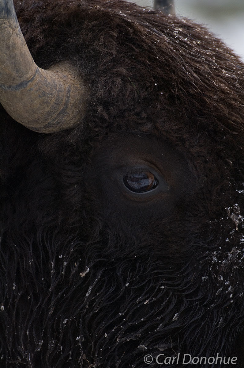 Bull Bison, closeup photo of a bison's face, standing in snow, fall, Yellowstone National Park, Wyoming. Bison bos.