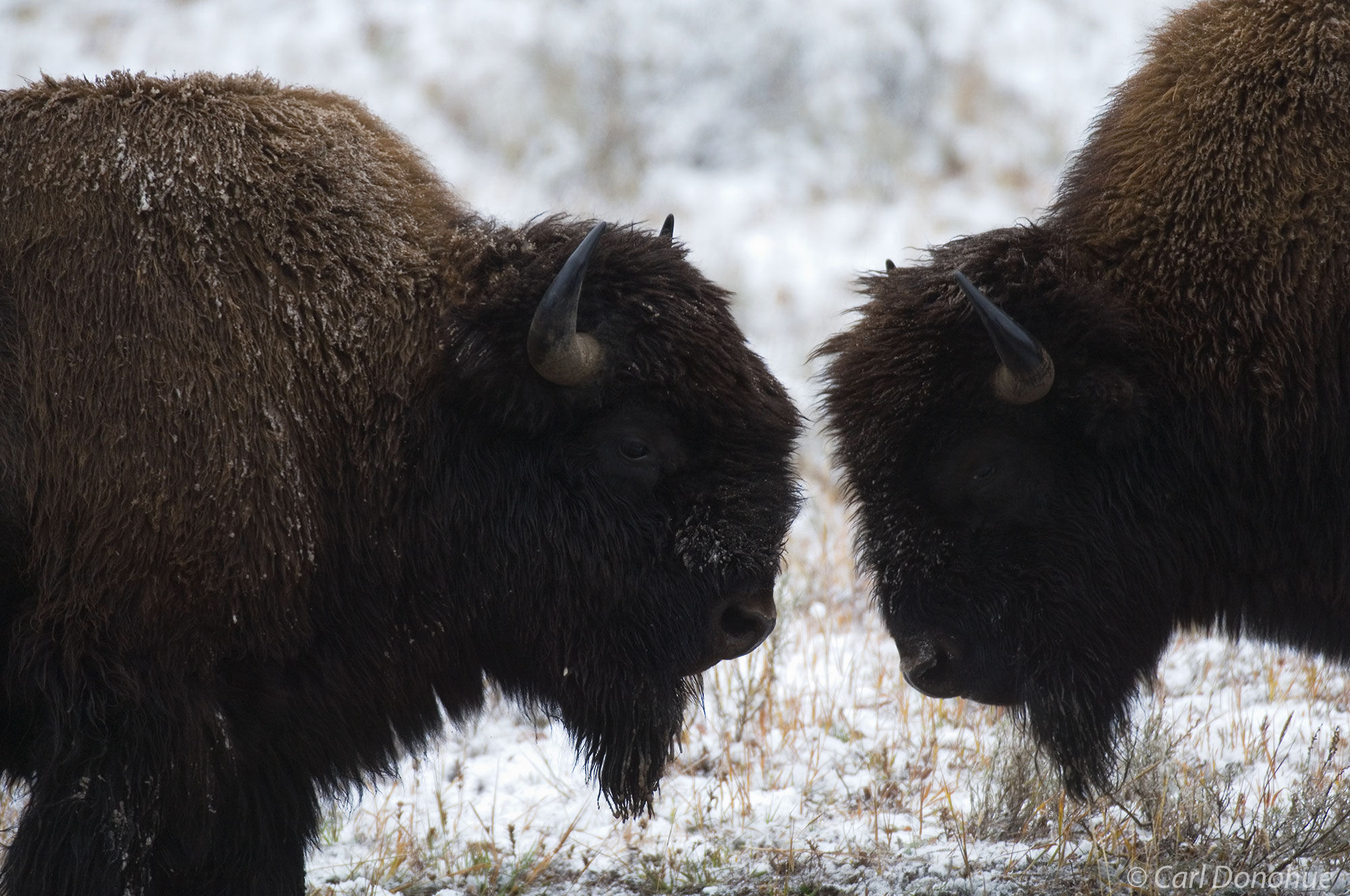 Bison standoff in the snow, Yellowstone National Park, Wyoming.
