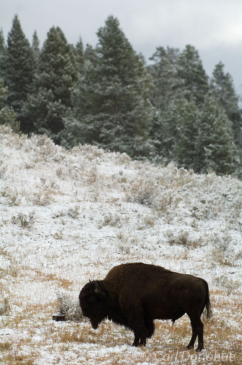 A single bison standing in the snow on the prairie, with the forest in the background, Yellowstone National Park, Wyoming.
