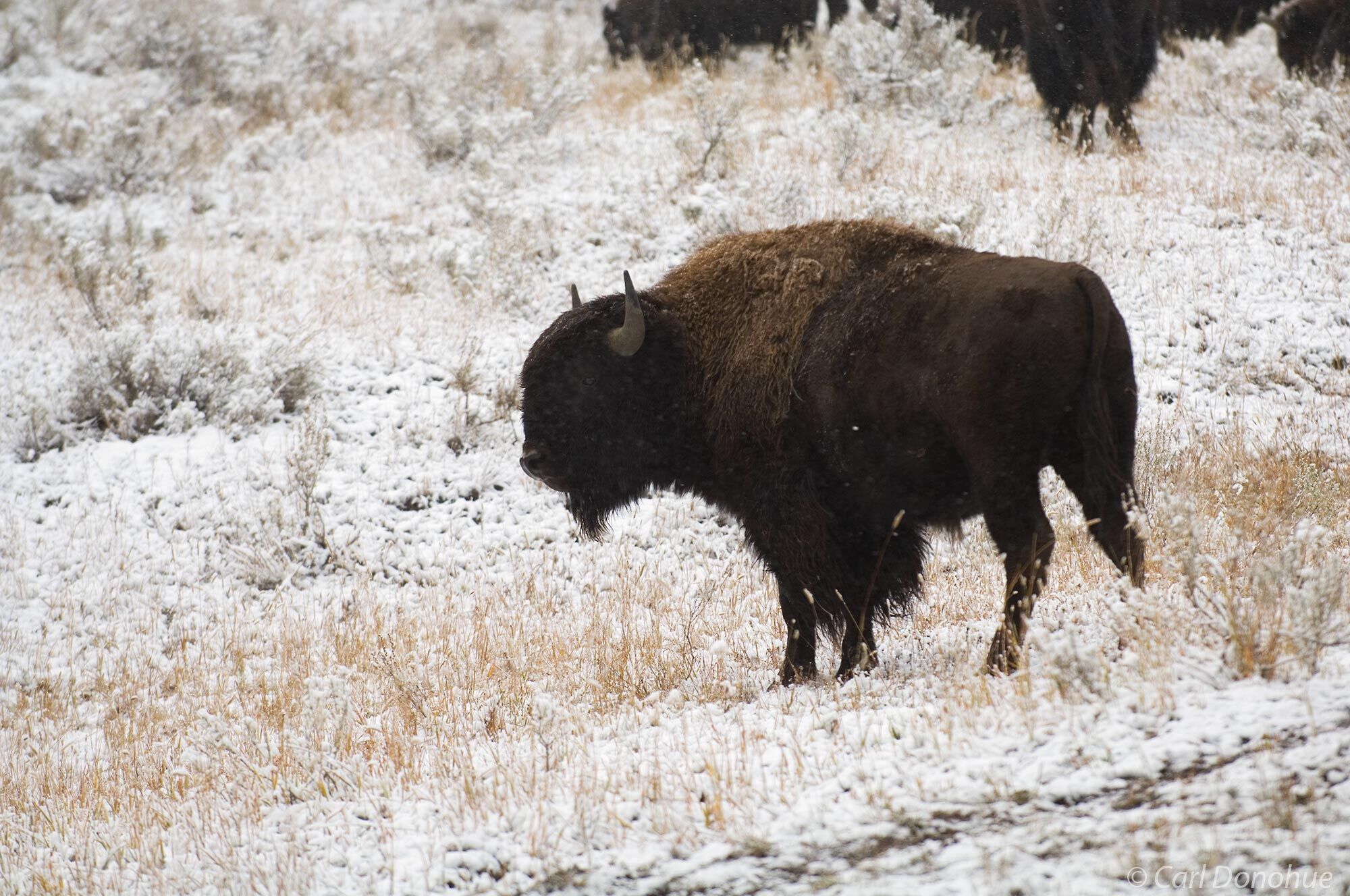 A bison standing in the snow on the prairie, with the forest in the background, Yellowstone National Park, Wyoming.