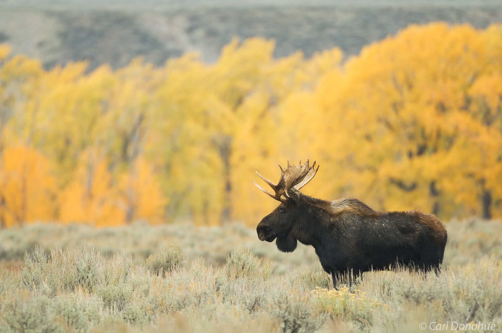 A bull moose on the sagebrush flats, with fall colors of cottonwoods in the background, near Moose Junction, Grand Teton National...