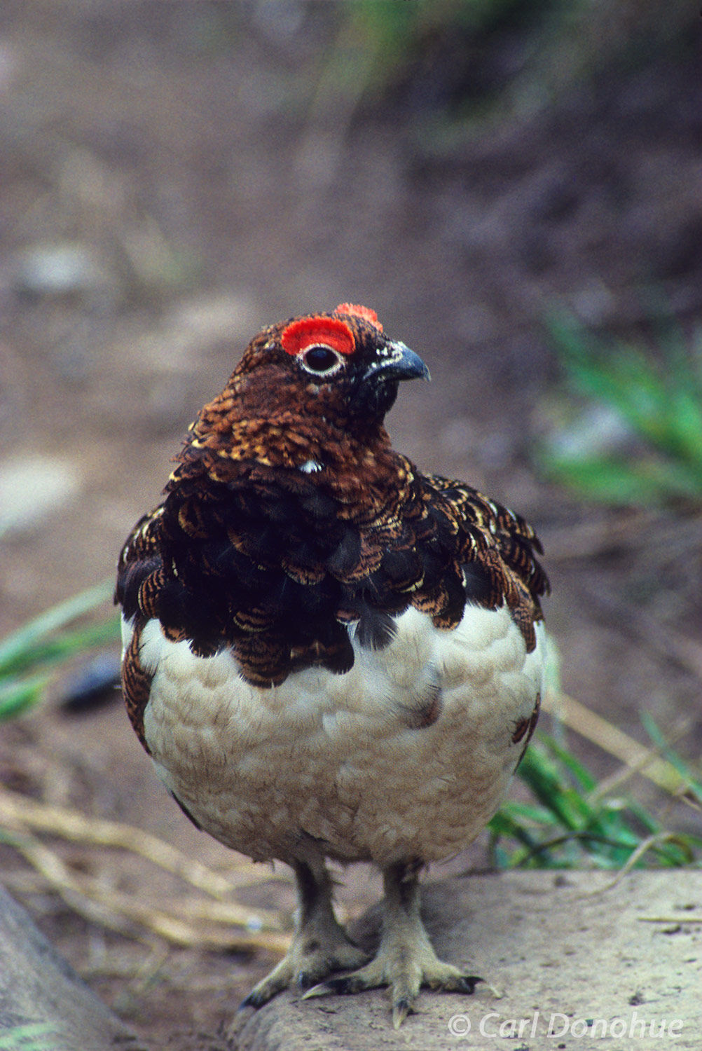 A male Willow Ptarmigan, the Alaska State Bird, in spring plumage, Resurrection Trail, Chugach National Forest, Chugach Mountains...